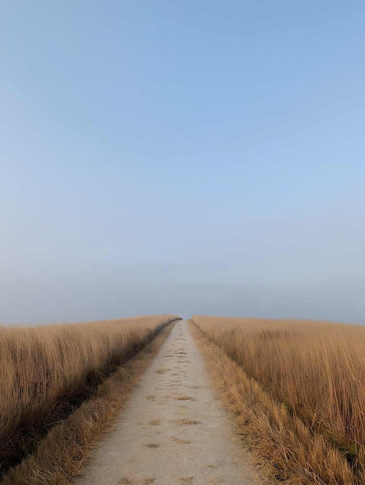 Long Road Through Golden Fields - Serene Landscape