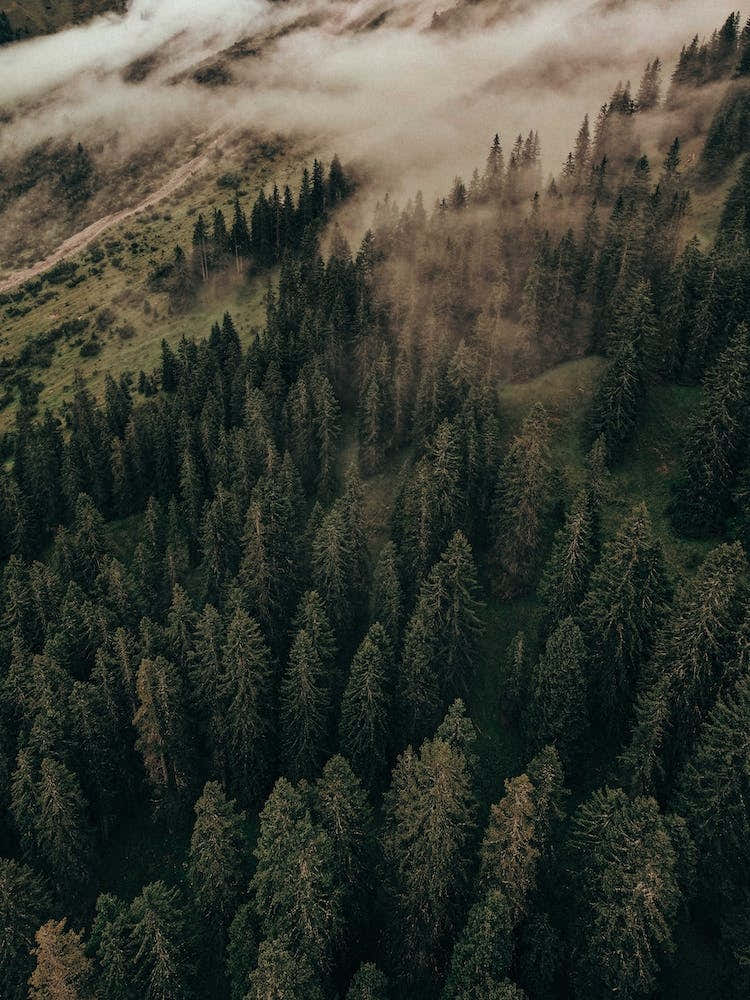 Calm Mornings, Edition 2