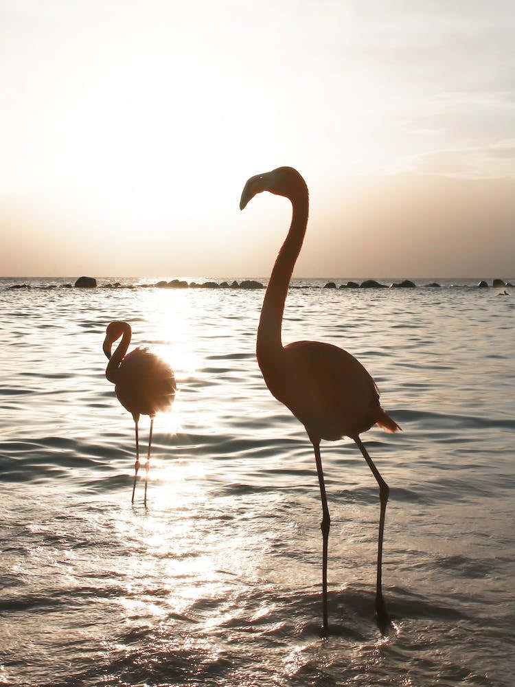 Flamingos At Sunset