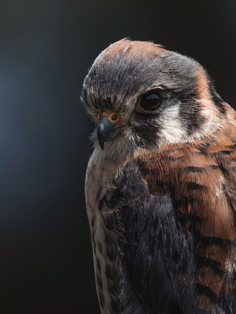 Kestrel Bird Profile