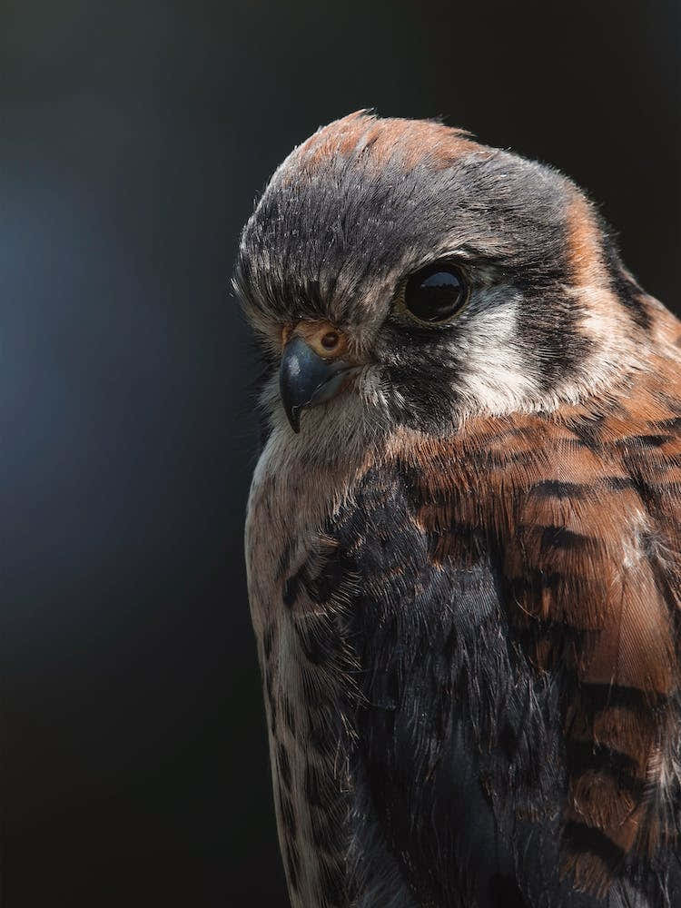 Kestrel Bird Profile