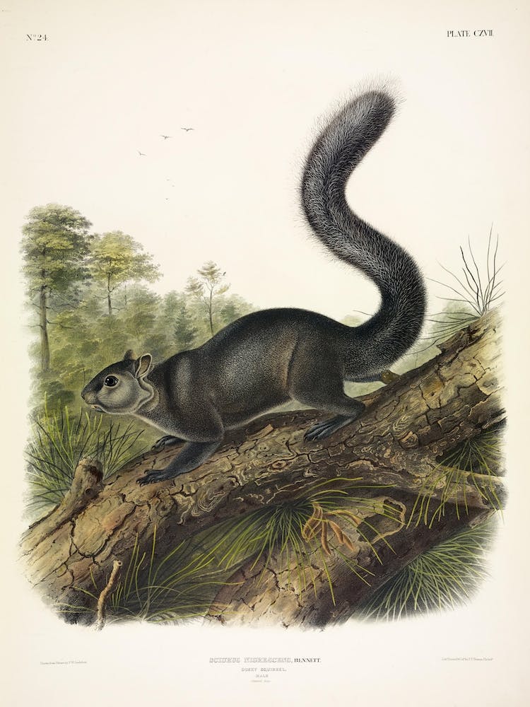 Dusky Squirrel, John James Audubon