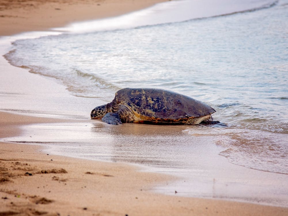 Green Sea Turtle