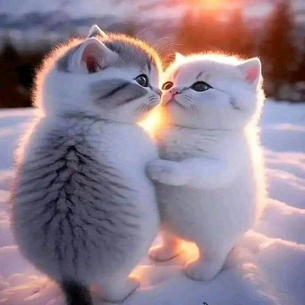 Cute Kittens In The Snow
