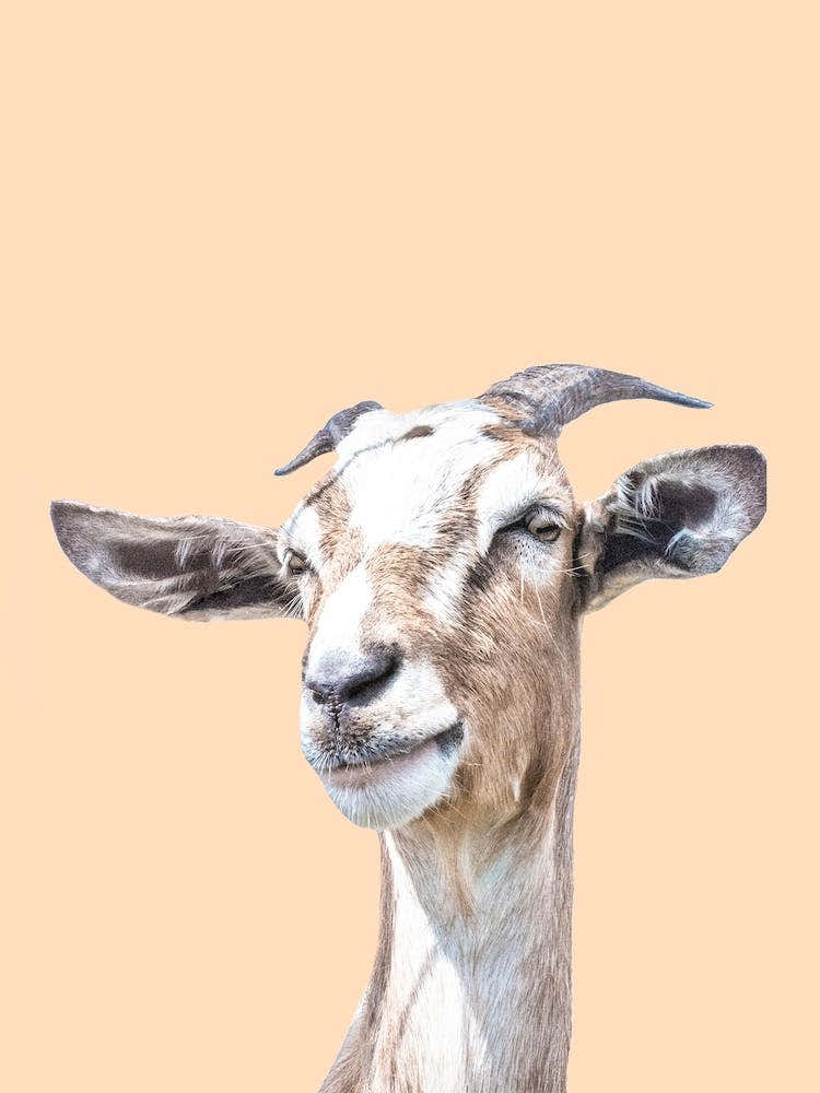 Orange Goat