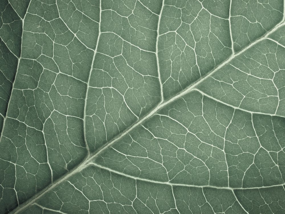 Green Leaf Veins