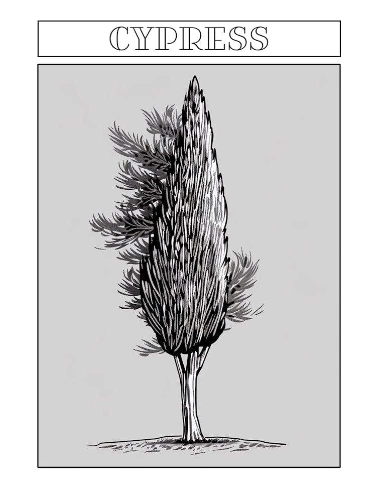 Cypress Tree Minimalistic Drawing 4 Poster