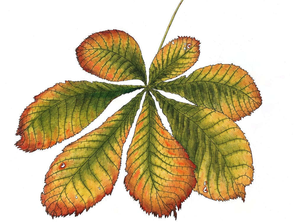 Horse Chestnut Leaf