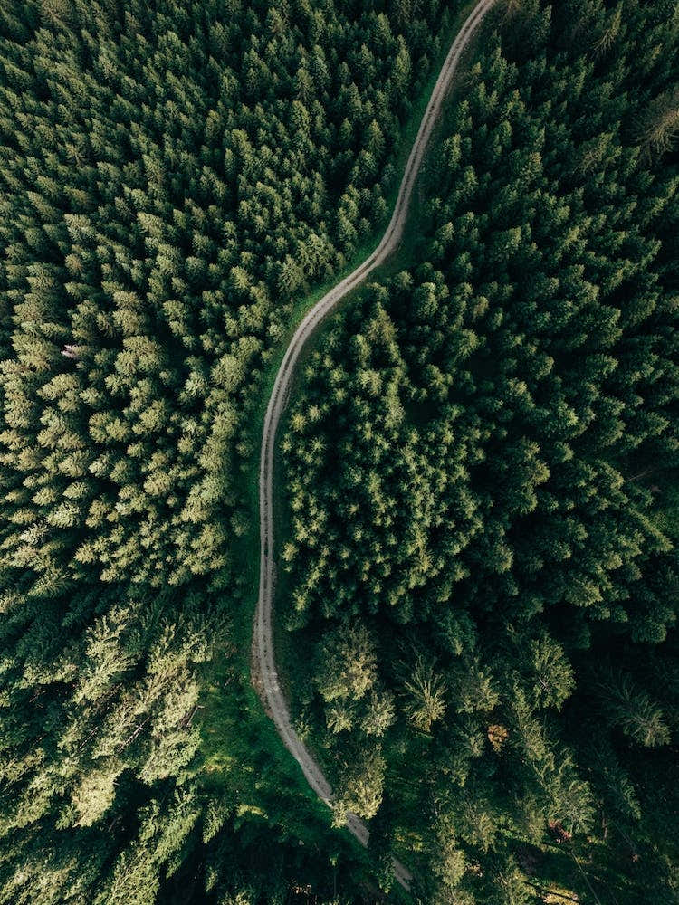 Street Through The Forest, Edition 2