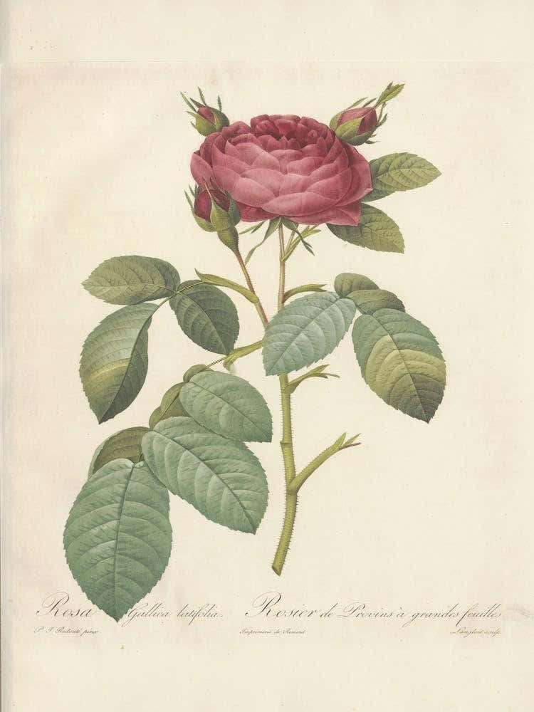 Rose Illustration, Pierre Joseph Redoute (26)
