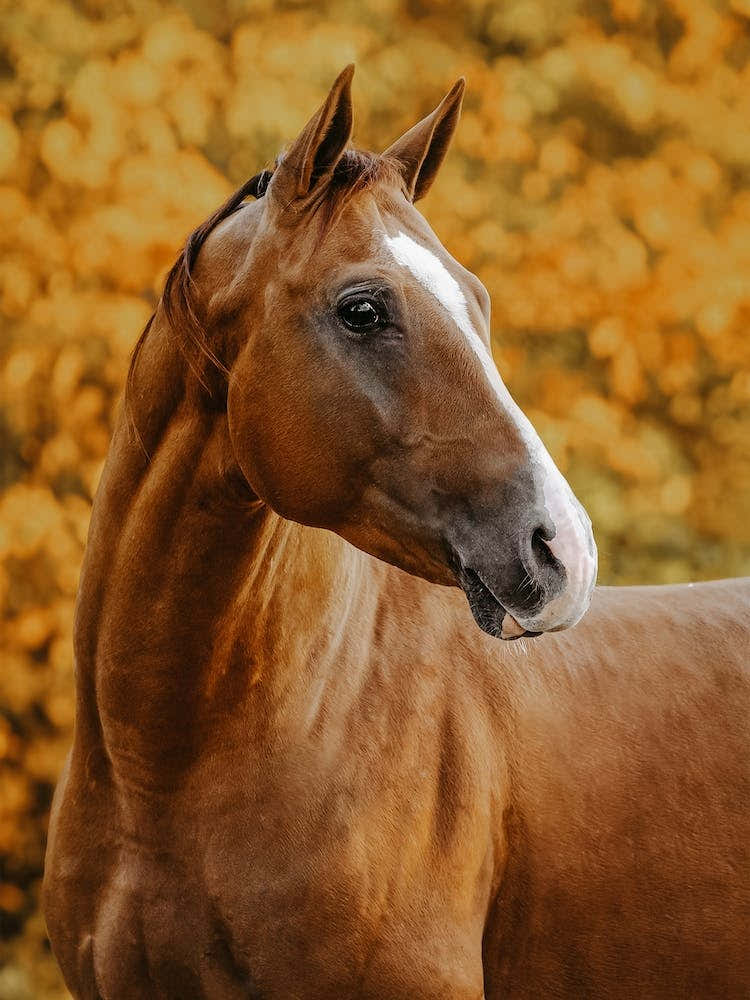 Sorrel Horse In Fall