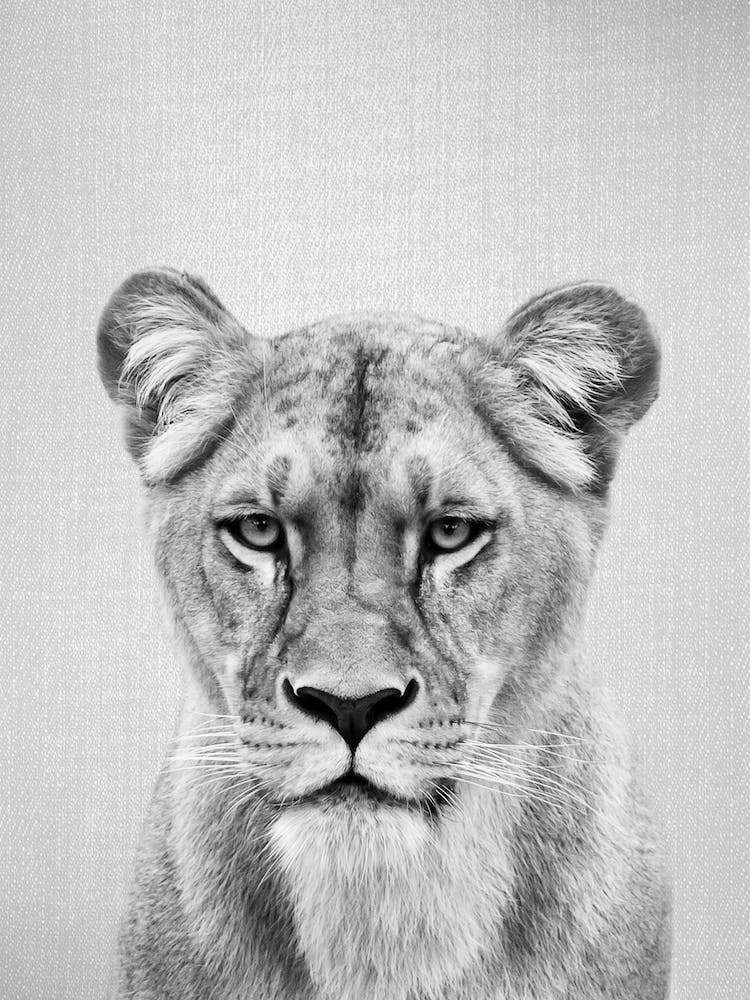 Lioness - Black & White