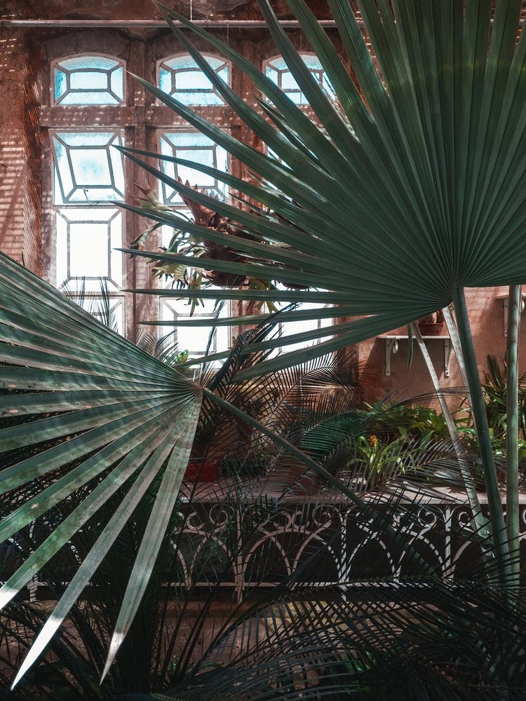 Palm Leaves Ii