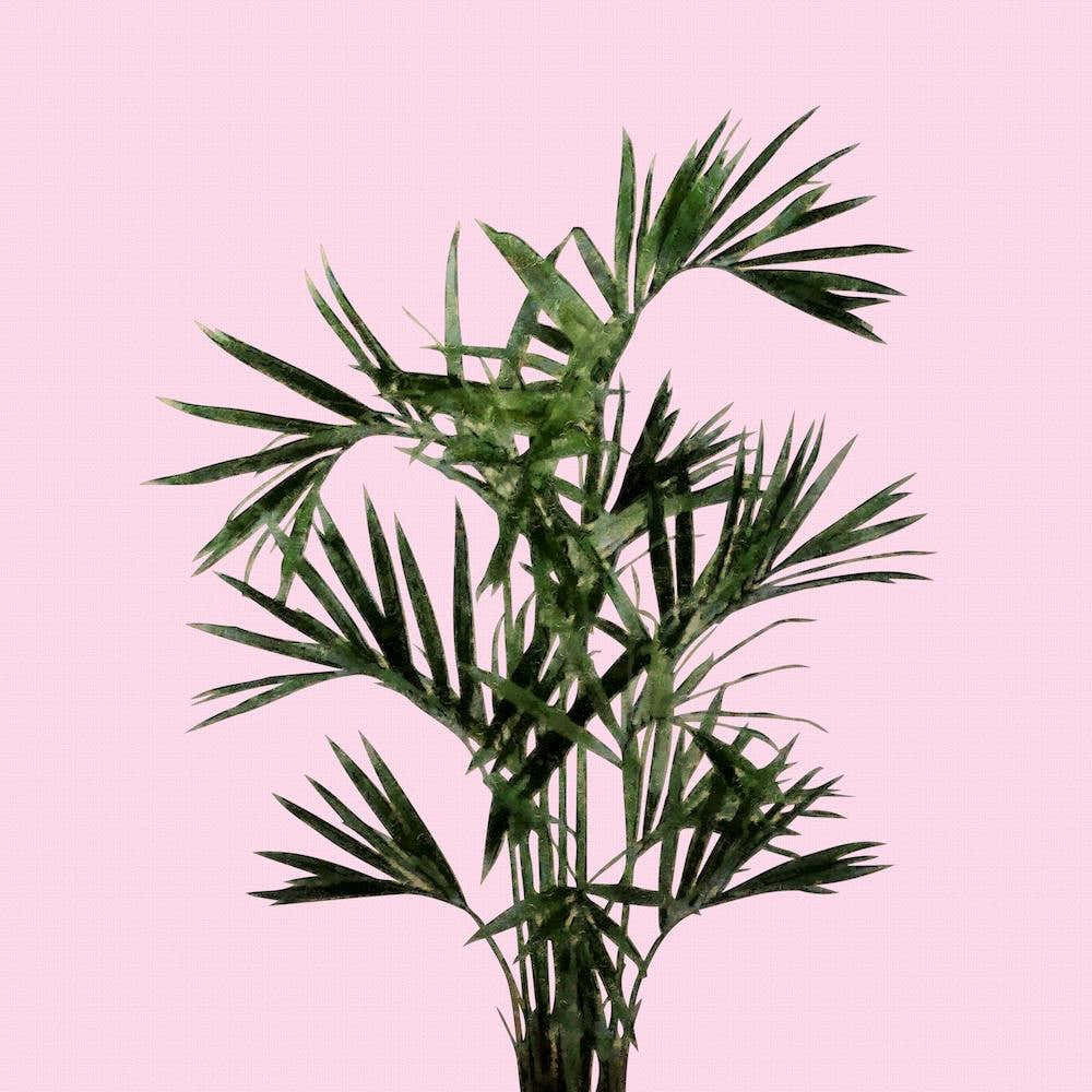 Palm Plant on Pastel Pink Wall