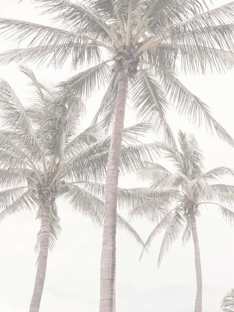 Palms On Beach