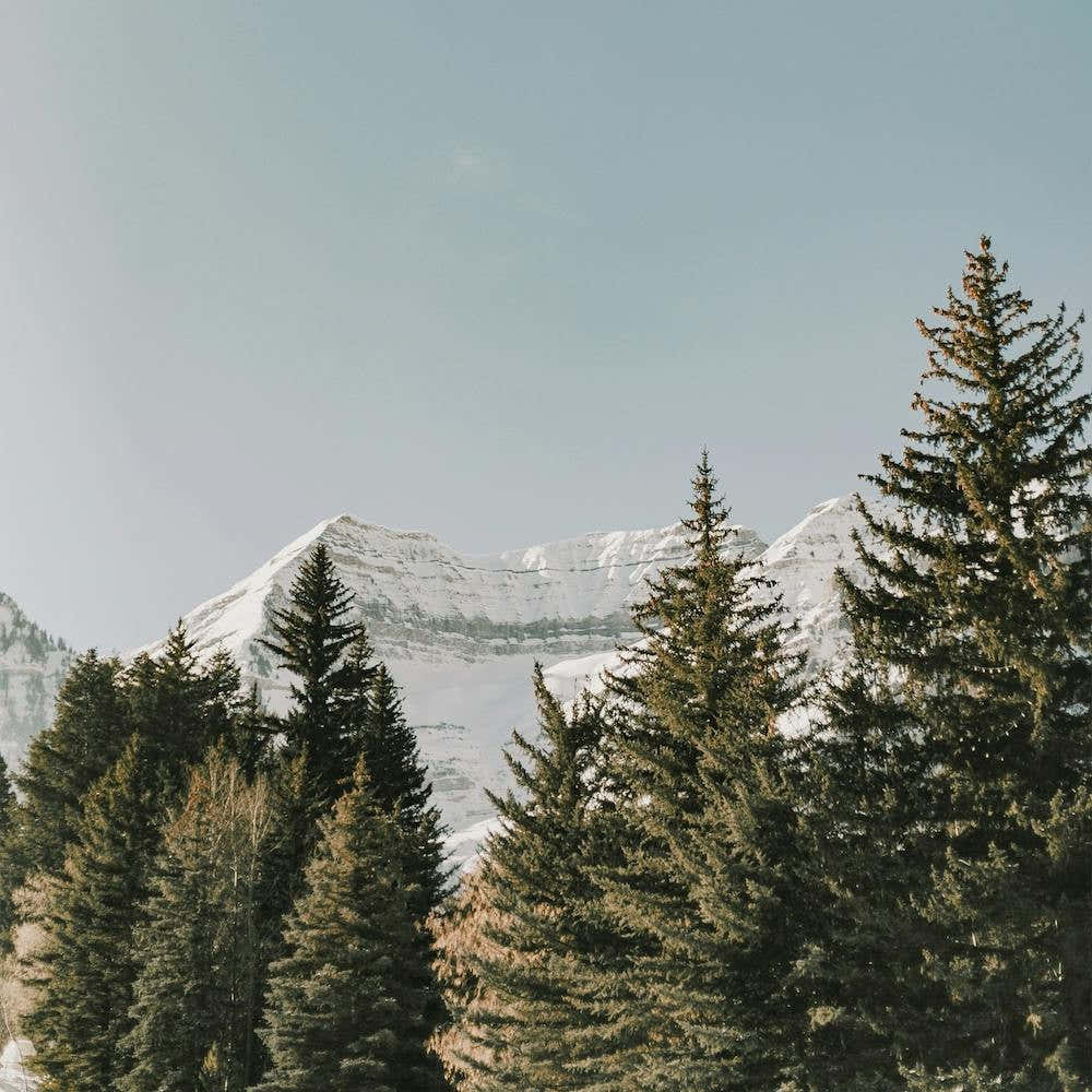 Pine Forest Mountain