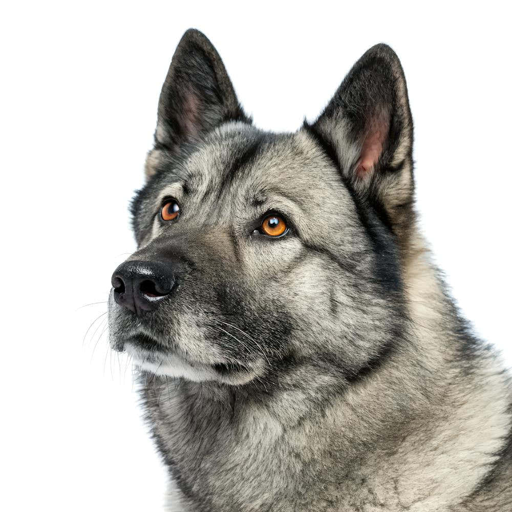 Norwegian Elkhound Dog Portrait