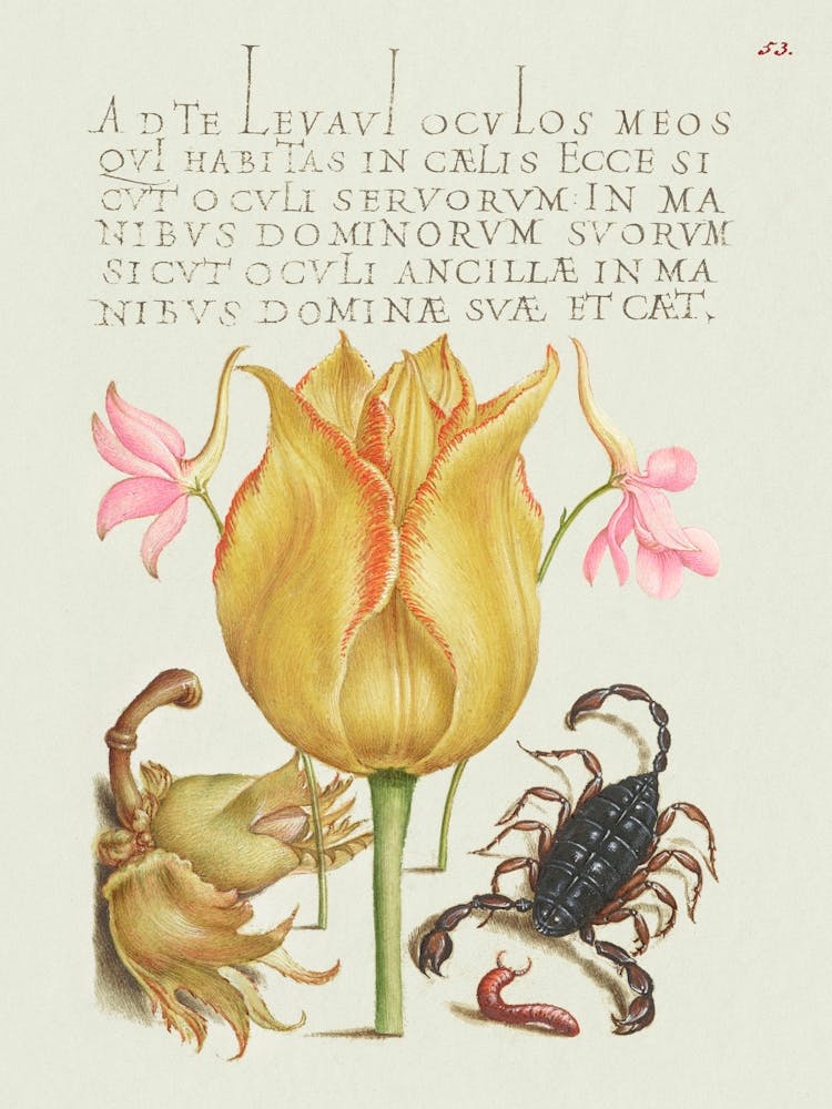 Rocket Larkspurs, Tulip, Scorpion, Millepede, And European Filbert From Mira Calligraphiae Monumenta, Joris Hoefnagel