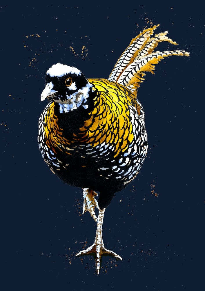 The Reeves Pheasant On Midnight Blue
