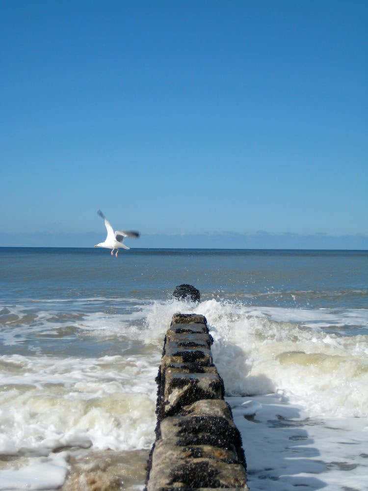 Seagull On Pier