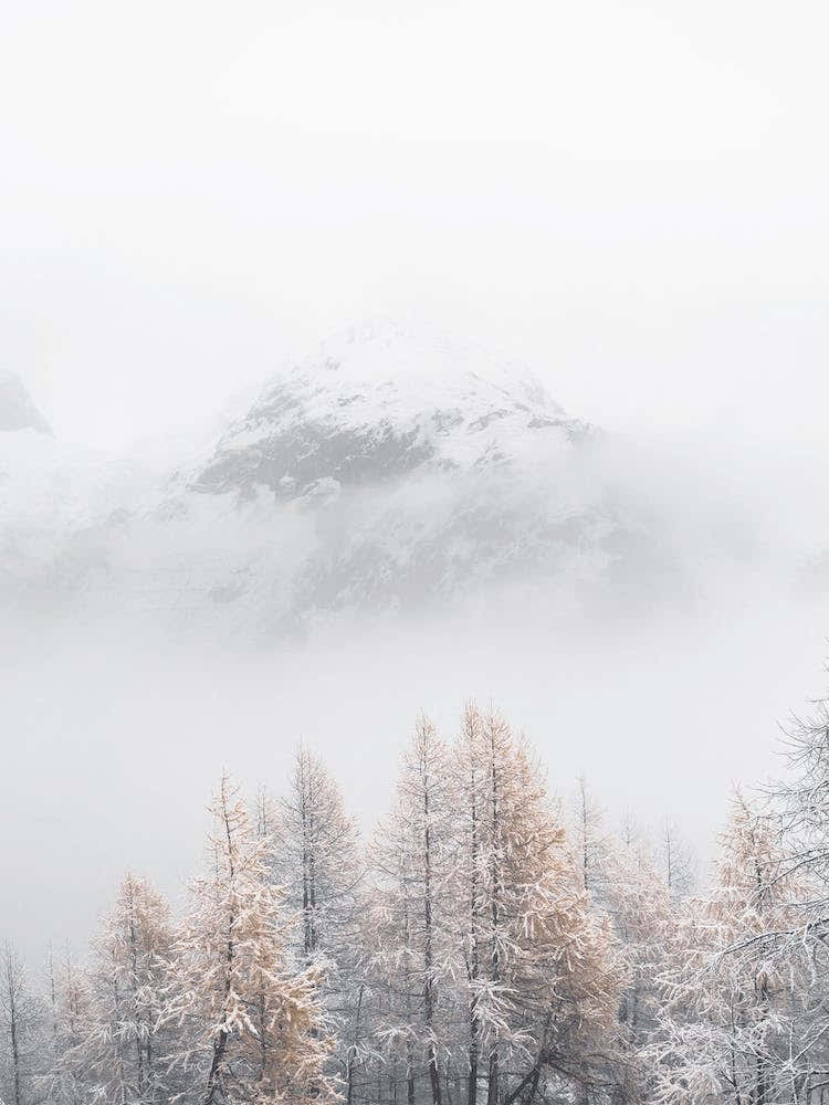 Foggy Winter Forest