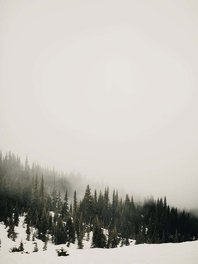 Foggy Winter Day