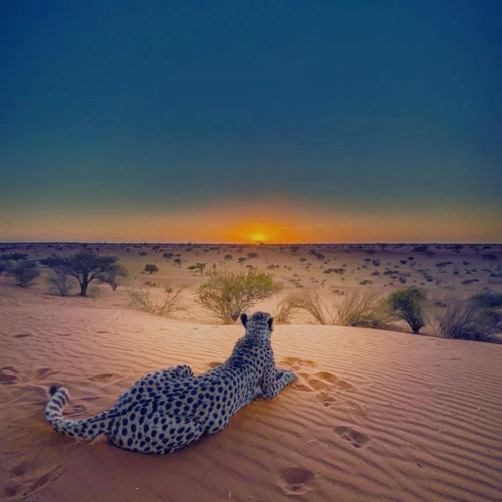 Cheetah In The Desert