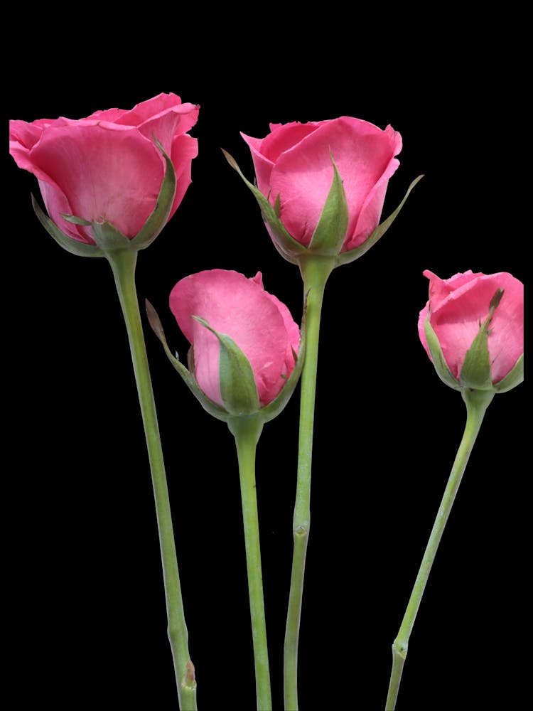 Pink Roses On Black Background