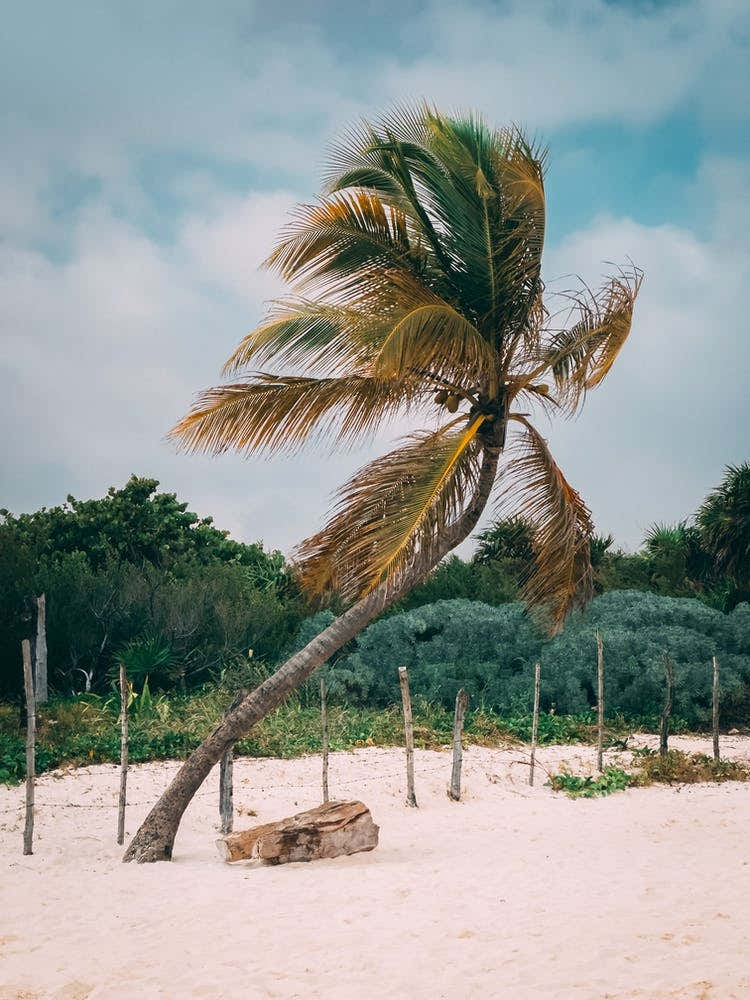 Palm Tree On A Caribbean Beach