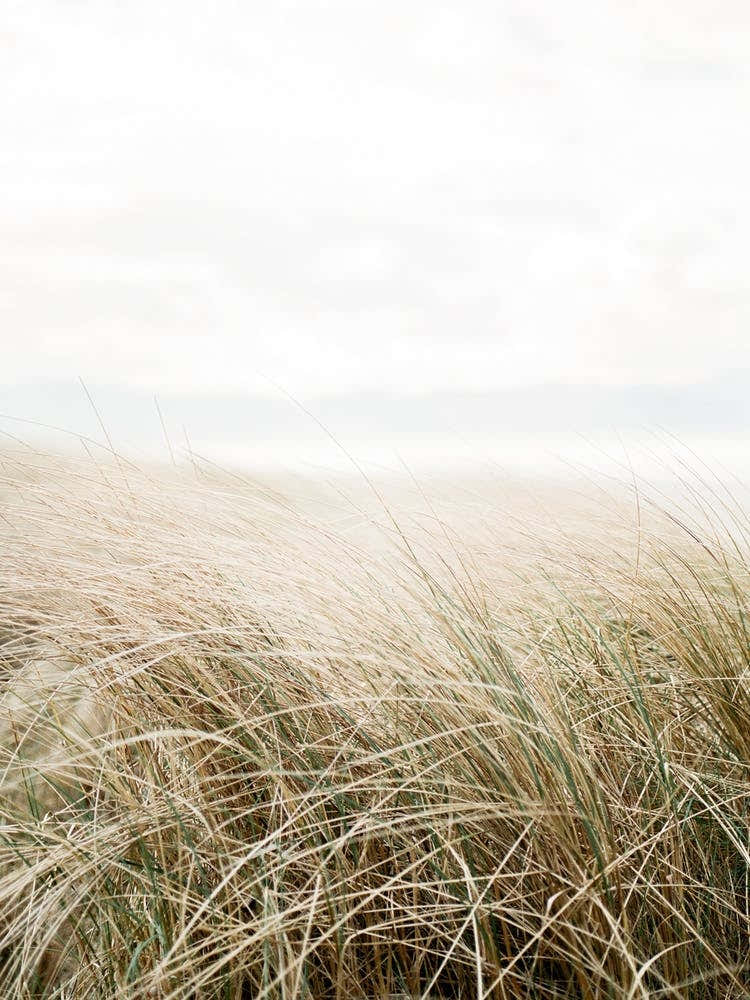 Dune Grass At The Beach