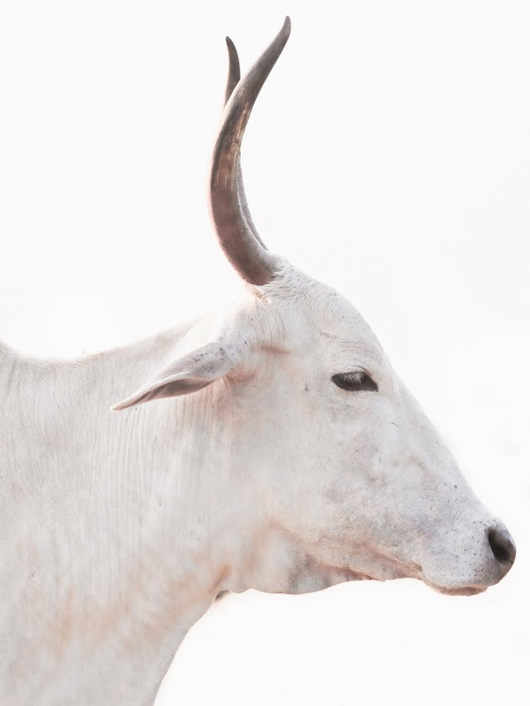 White Cow With Horns