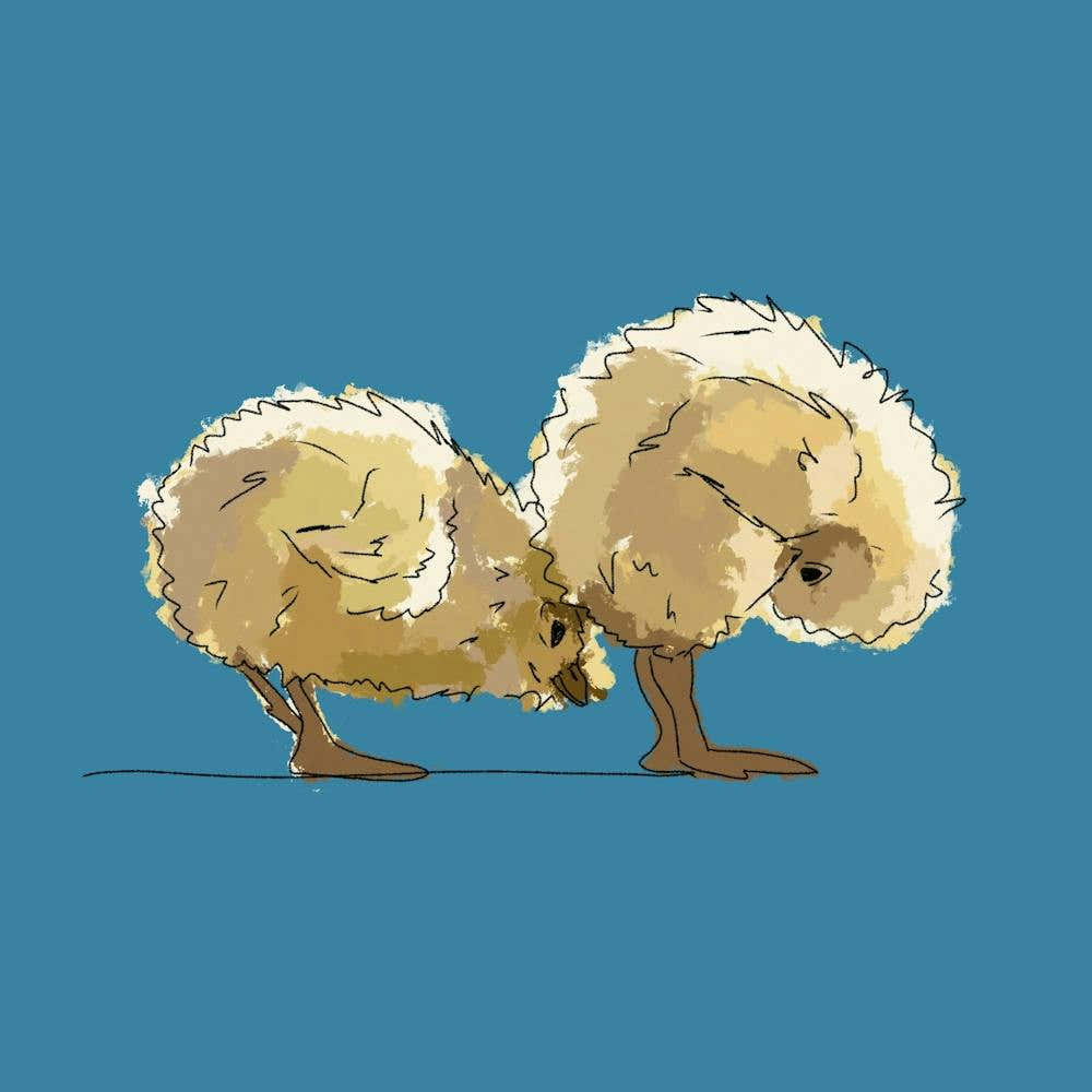 Little Chicks