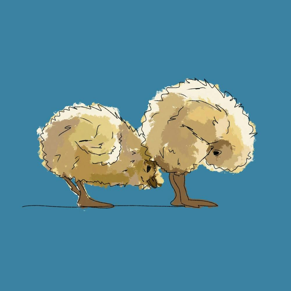 Little Chicks