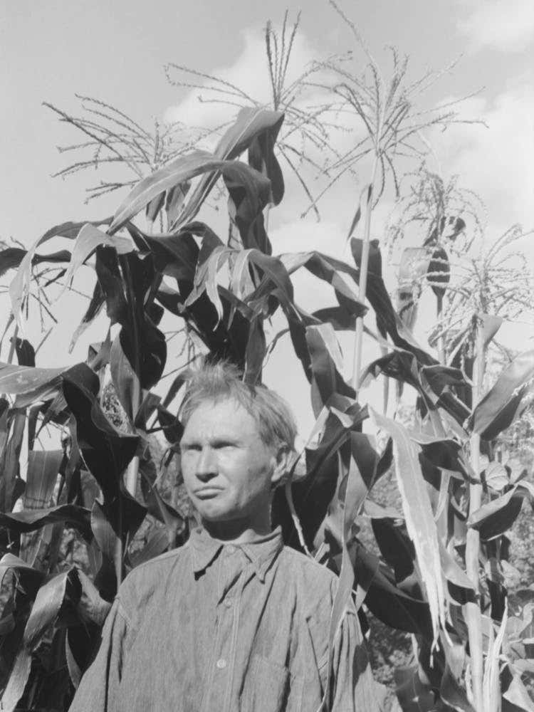 Untitled Photo, Possibly Related To Agricultural Day Laborer Standing In Corn Which He Grew Near His Tent Home In