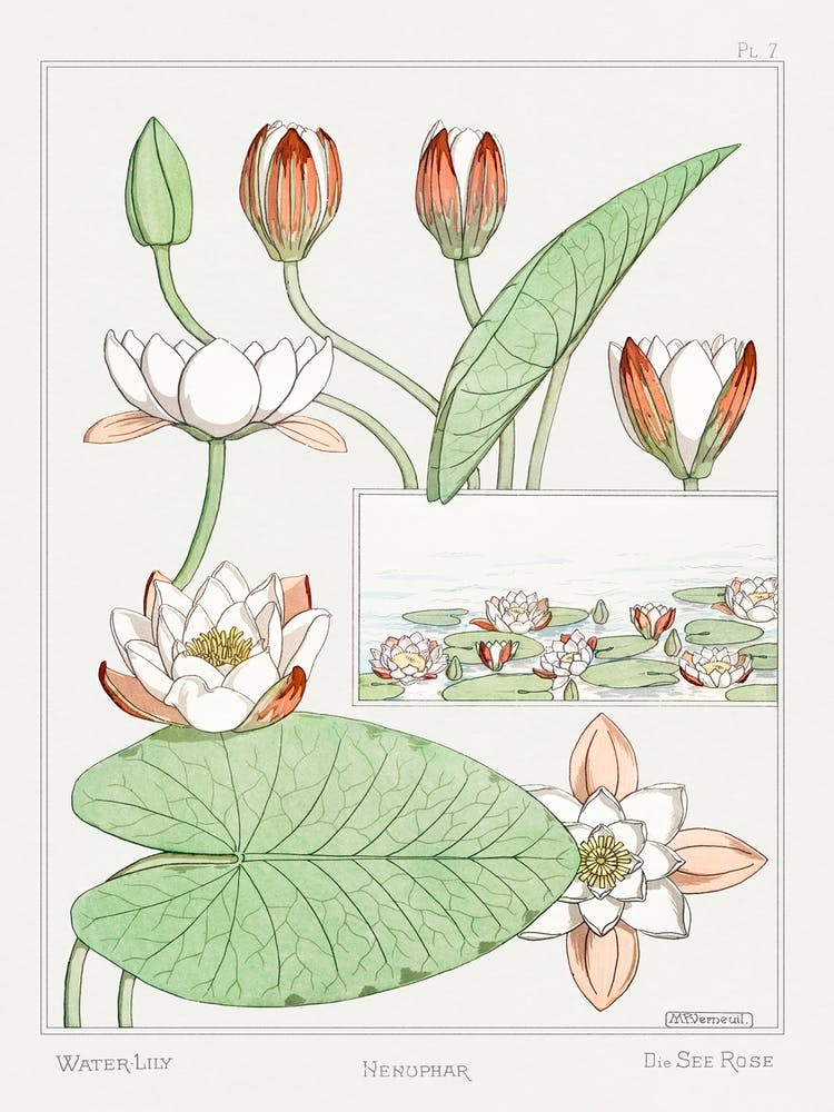 Water Lilies From The Plant And Its Ornamental Applications (1896), Maurice Pillard Verneuil