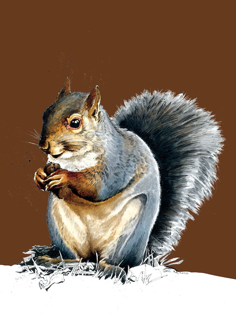 The Grey Squirrel On Roast Peach