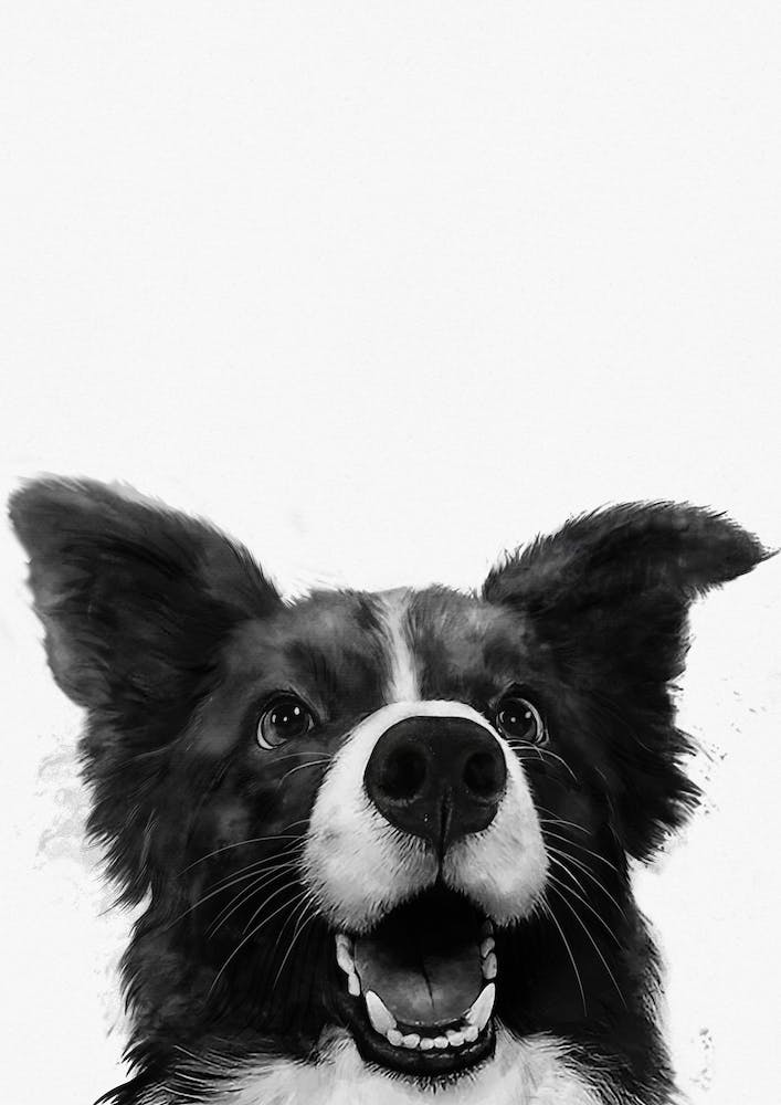 Who's a Good Boy