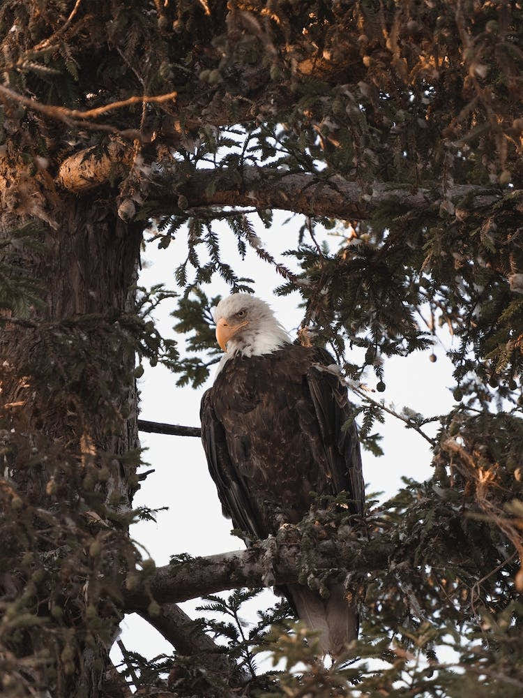 Bald Eagle In Pine Tree