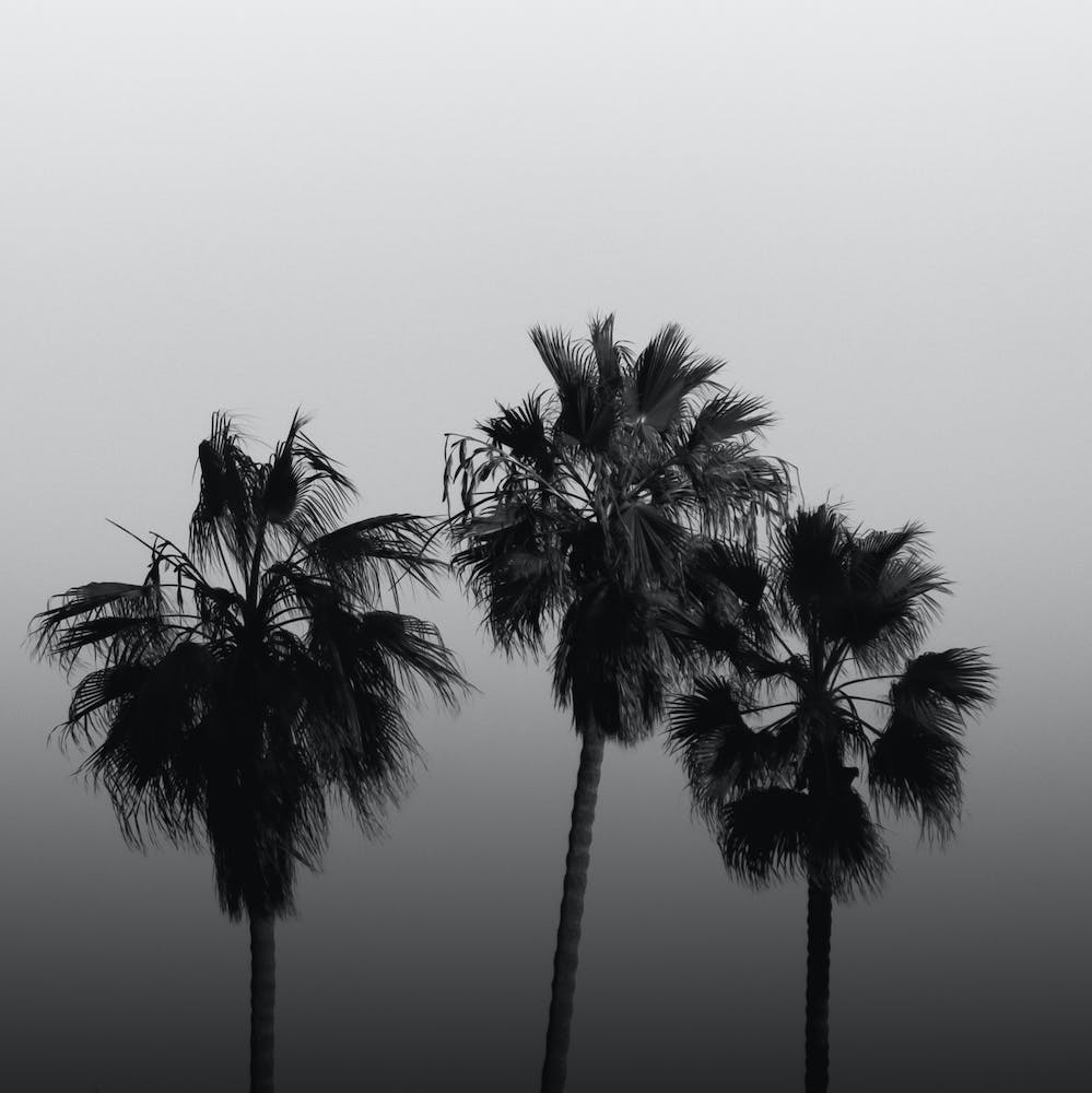 California Minimalist Palm Trees Black And White Square