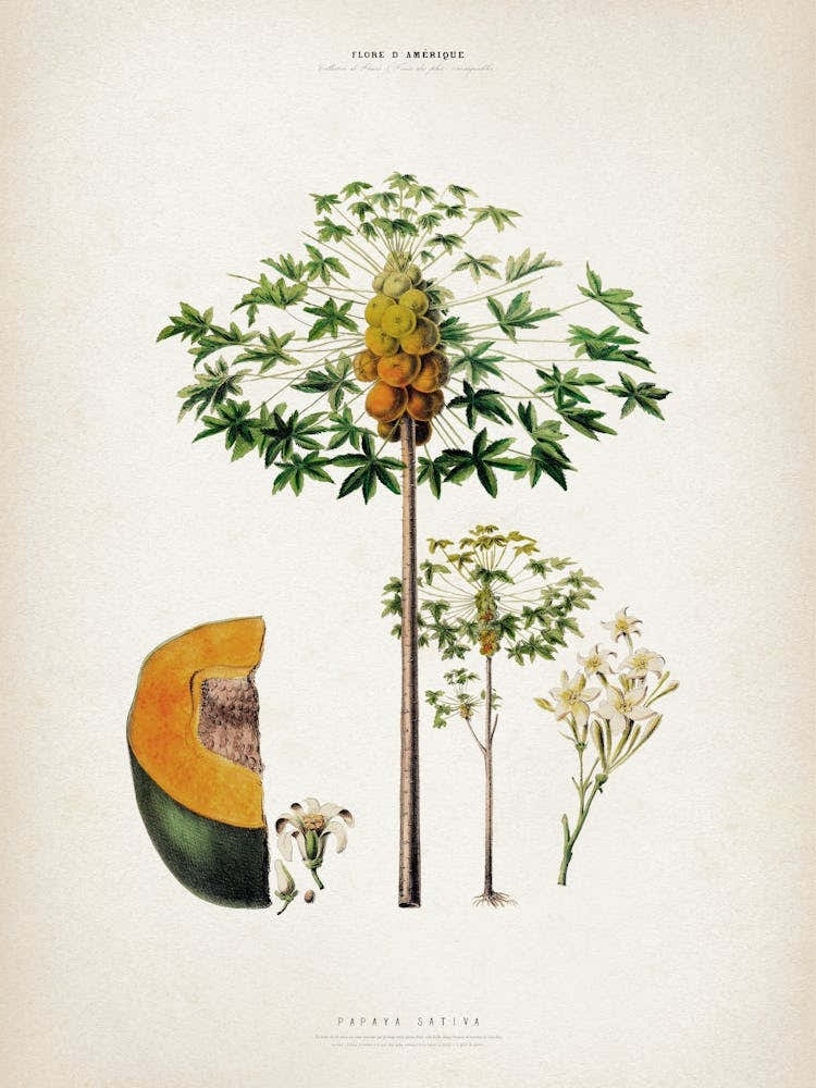 Vintage Denisse 5 Papaya Sativa