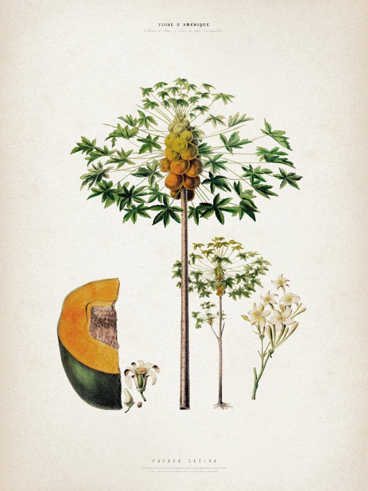 Vintage Denisse 5 Papaya Sativa