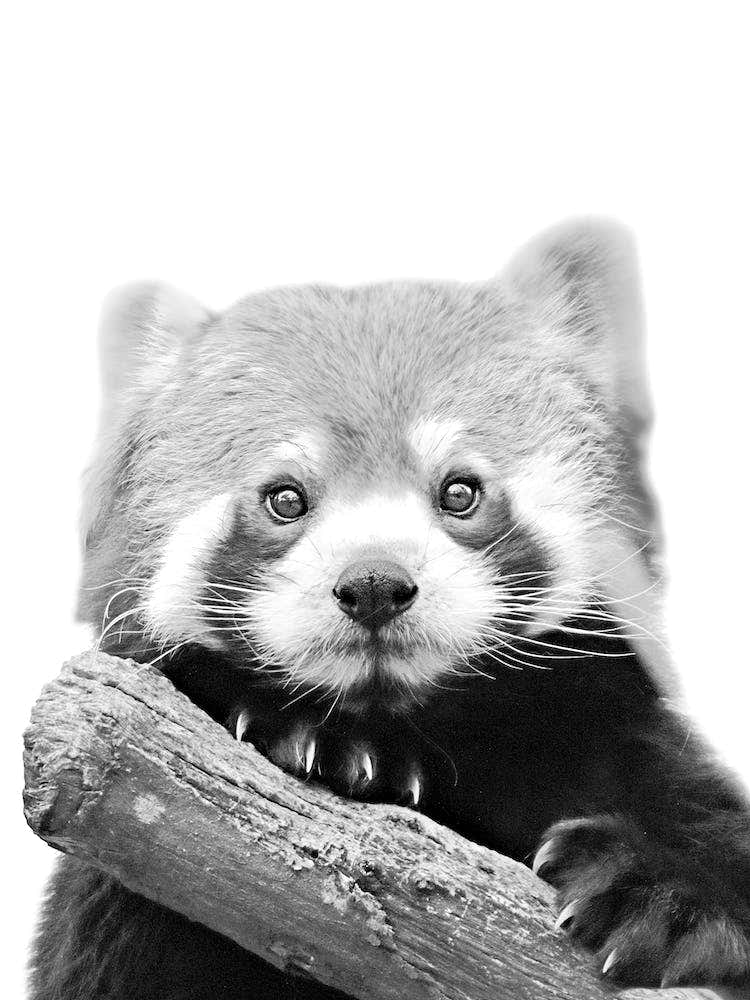 Little Red Panda in