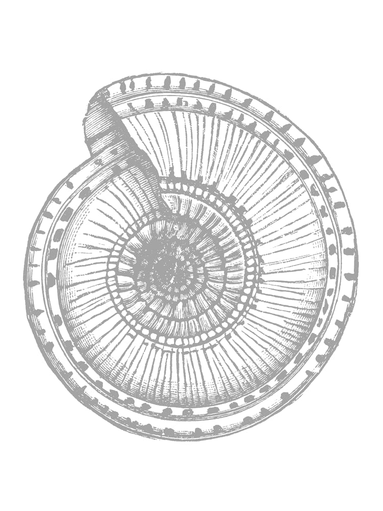 Nautilus Shell 1