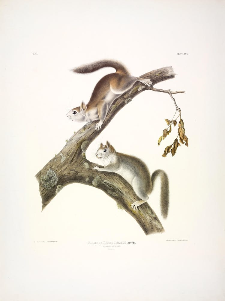 Downy Squirrel, John James Audubon