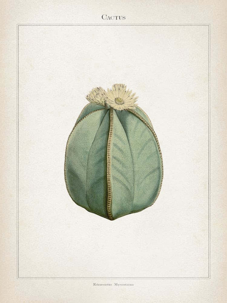 Vintage Curtis 2 Echinocactus Myriostigma