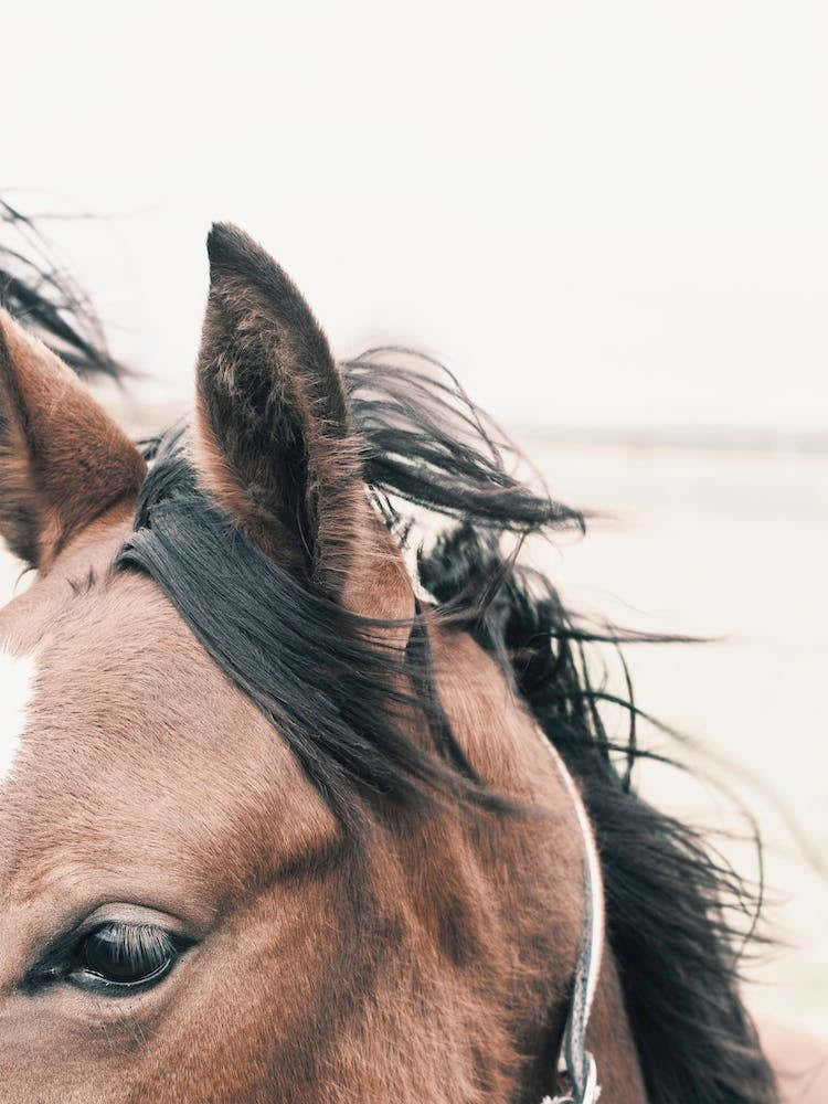 Horse Ears In Wind