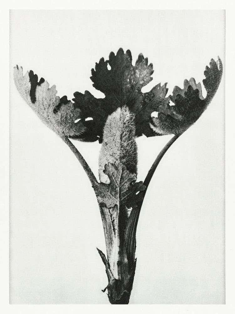 Five Seeded Plume Poppy (1928), Karl Blossfeldt