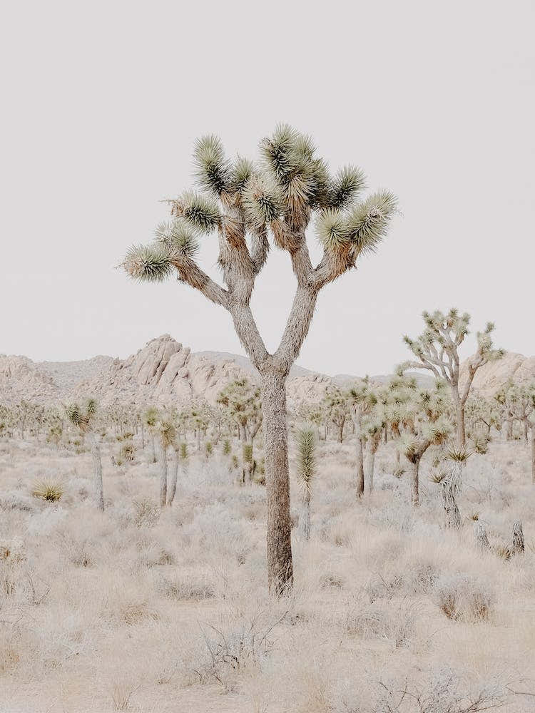 Joshua Tree California