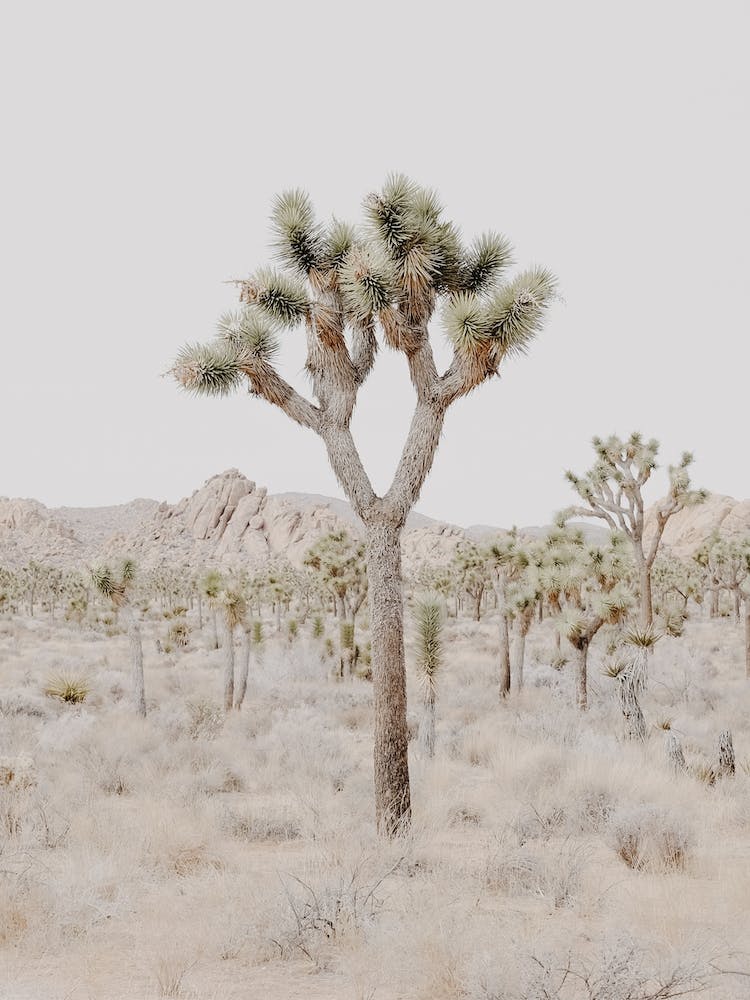 Joshua Tree California