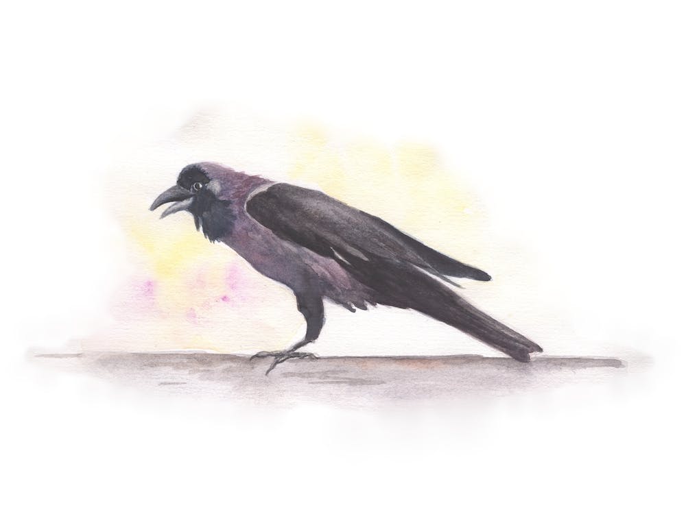 Indian House Crow Art